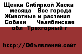 Щенки Сибиркой Хаски 2 месяца - Все города Животные и растения » Собаки   . Челябинская обл.,Трехгорный г.